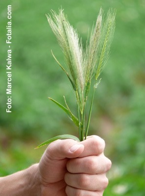 Pflanze in Hand/fotolia