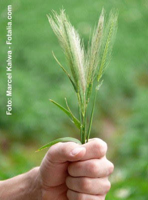 Pflanze in Hand/fotolia